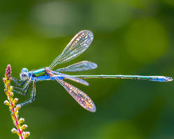 Image of dragonfly