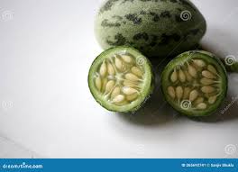Image result for Cucumis myriocarpus