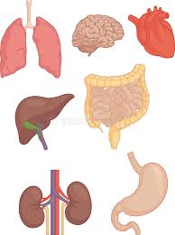 Partes Del Cuerpo Humanas Cerebro Pulmon Corazon Higado Intestinos Ilustracio Partes Del Cuerpo Humano Cuerpo Humano Para Ninos Organos Del Cuerpo Humano