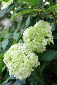 I've built a handful of gardens over the last few years and have totally fallen in love with gardening. How To Grow Hydrangea In Pots House Of Hawthornes