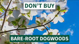 Best in part shade conditions in a protected site.flowers on old. Don T Buy Bare Root Dogwood Trees Here S Why Youtube