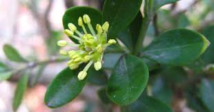 Check spelling or type a new query. Ciri Ciri Pohon Boksus Boxus Buxus Di Alam Liar Ciriciripohon Com