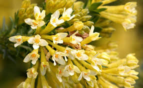 Image result for Gnidia chrysantha