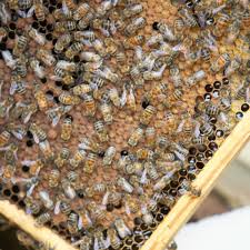 Watch as pure, fresh honey flows right out of the hive and into your jar. Beekeeping Basics How To Raise Honeybees In Your Backyard Sunset Sunset Magazine