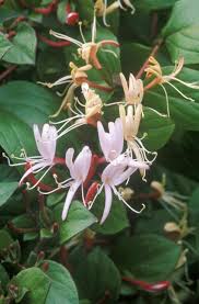 Purple Leaf Japanese Honeysuckle