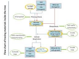 Creating a model of a cell or examining a diagram can help you understand the process of photosynthesis. Driving Question How Does A Tree Grow And Live What How 1 What Does The Tree Need In Order To Grow And Live 2 How Tree Use Them To Grow And Live