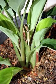 Inilah khasiat pokok kunyit hitam dan cara menanamnya yang mudah | kunyit hitam atau nama saintifiknya, kaempferia parviflora, merupakan tumbuhan herba yang sangat berkhasiat kepada. Pokok Kunyit Hitam Herba Online Nursery No 1 Malaysia Facebook