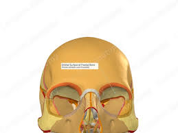 Image result for Frontal Bone