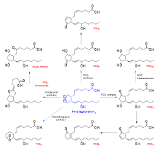 Check spelling or type a new query. Prostaglandin H2 Wikipedia