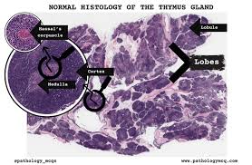 Image result for Thymus