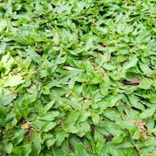 Daunnya tidak tumbuh ke atas, tetapi malah menyamping, hingga buat penampilan rumput jadi semakin bagus. Jual Rumput Gajah Mini 1x1 Persegi Tanaman Rumput Gajah Mini Bibit Rumput Rumput Gajah Mini Shopee Indonesia