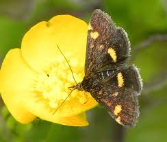 Image result for Pyrausta aurata