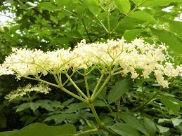 Ornamental varieties of sambucus are grown in gardens for their showy flowers, fruits and lacy foliage which support habitat for wildlife. How And When To Pick The Best Elder Flowers Wild Walks Southwest