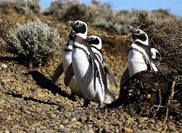 Even Penguins That Don T Live On Ice Feel Impact Of Global Warming Penguins Desert Animals Magellanic Penguin