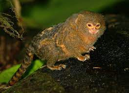 However, on the bright side, we can ship your finger monkey to your location. Pygmy Marmoset Wikipedia