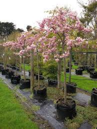 Kiku Shidare Sakura New Zealand Easy Big Trees Cherry Trees Garden Big Tree Yard Landscaping