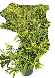 Image result for Manilkara zapota