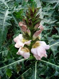 Image result for Acanthus montanus