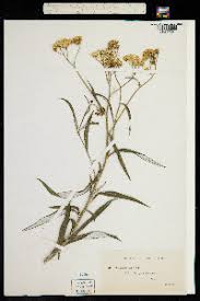 Image result for Senecio auriculatissimus