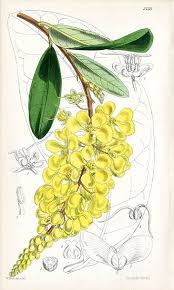 Image result for Acridocarpus natalitius