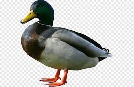 The easiest way to tell if your pekin duck is a male or female is by their quack. Ente American Pekin Desktop Ente Amerikanischer Pekin Tiere Baby Enten Png Pngwing