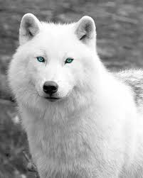 Black And White Wolf Tattoo With Blue Eyes The Alpha S Famous Mate Wolf With Blue Eyes Arctic Wolf White Wolf