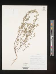 Image result for Indigofera bainesii