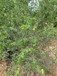 Image result for Cordia mukuensis