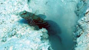 Image result for Grammitis cryptophlebia