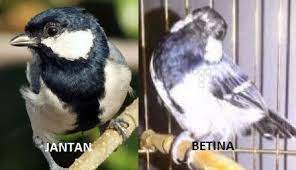 Burung Gelatik Wingko Batu Dan Gelatik Jawa Tips Cara Mudah Membedakan Burung Gelatik Jantan Dan Betina