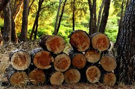 Louis is offering city residents free wood. How To Deter Rodents Away From Your Woodpile Lawnstarter