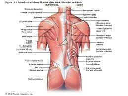 Pin By Marielle Birks On Anatomy Muscles Of The Neck Pearson Education Muscle
