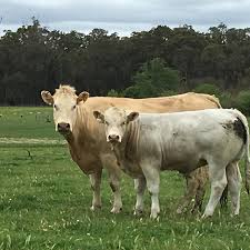 Black And White Cow Breeds Australia Blonde D Aquitaine Society Of Australia New Zealand Paddock To Plate Cow Calf Cattle Breeds