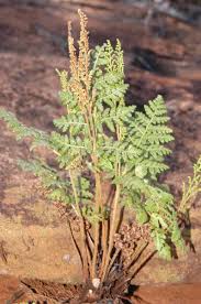 Image result for Anemia angolensis