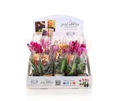 We did not find results for: Buy Flowers In A Box 20 Pack Of Multicolor Mini Orchids Just Add Ice Just Add Ice