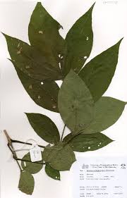 Image result for Markhamia zanzibarica