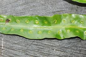 Image result for Lepisorus schraderi