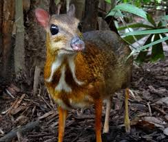 Lost Species Rediscovery - Conservation Articles & Blogs - CJ