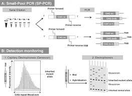 Genetic Modifiers Of Cag Ctg Repeat Instability In Huntington S Disease Mouse Models Intechopen