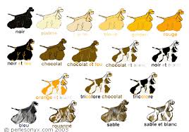 Histoire Et Informations Sur Le Cocker Americain Hunde