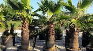 Image result for Washingtonia