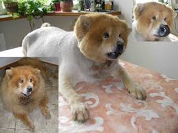 Create Meme Shaved Chow Shaved Chow Chow Puppies Pictures Meme Arsenal Com