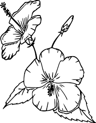 Cartoon Flowers China Rose Coloring Page Hawaiian Flower Drawing Rose Coloring Pages Printable Flower Coloring Pages