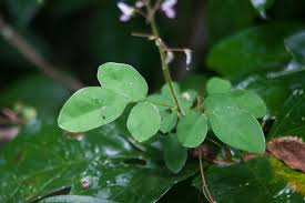 Image result for Grona adscendens