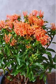 Image result for Ixora coccinea