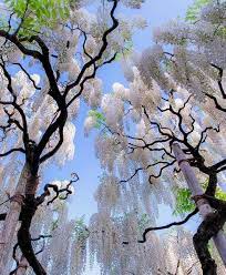 Ayai Areyouami Travel Wisteria Tree Beautiful Tree White Wisteria