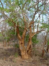Image result for Dalbergia melanoxylon