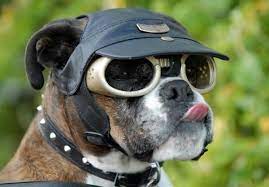 lunettes de soleil pour chien,yasserchemicals.com