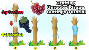Image result for graft grape vines