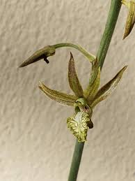 Image result for Eulophia angolensis